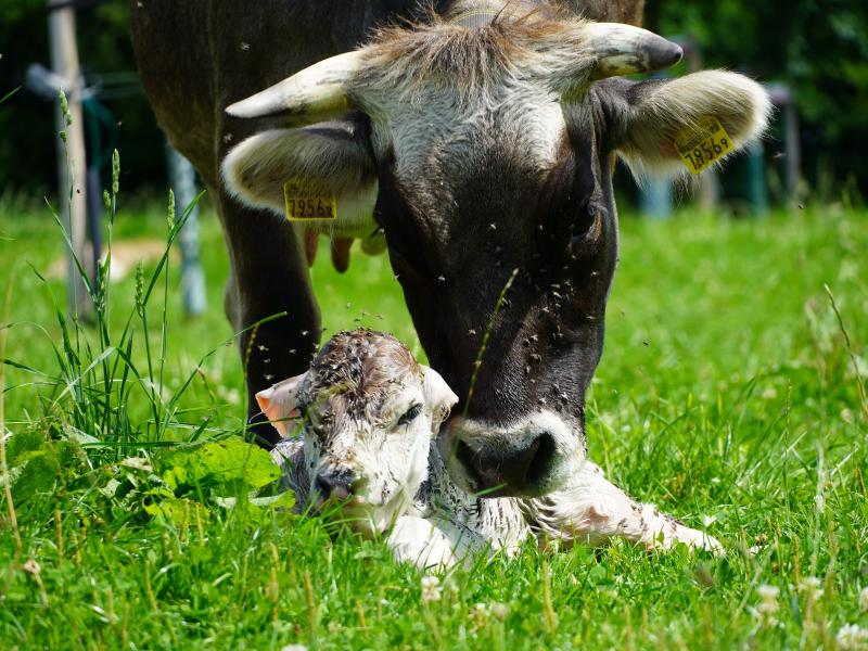 Kuh schleckt Kalb.JPG