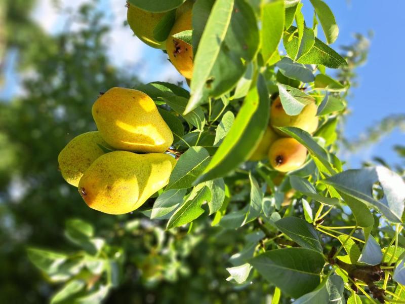 Trevoux Birne-Frucht-Archehof-Hochstamm.jpg