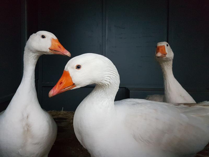 Diepholzer Gans Archehof Neuhof