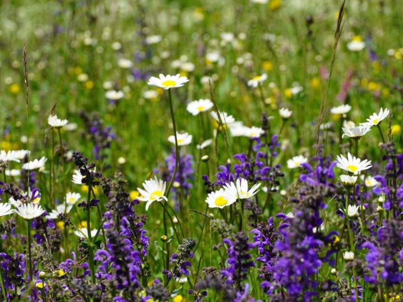 Blumenwiese6_Sent.jpg