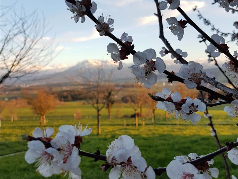 Frühling_Blüte.jpg